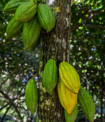 Cacao y no chocolate: Paccari habla sobre cuatro beneficios desconocidos de este producto