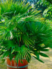 ¿Quieres una palmera en tu jardín?