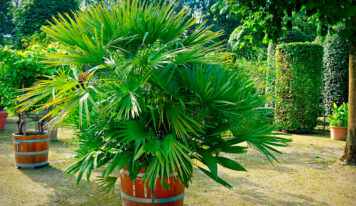 ¿Quieres una palmera en tu jardín?