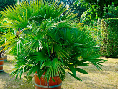 ¿Quieres una palmera en tu jardín?