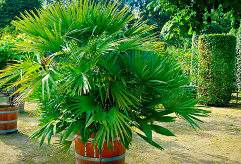 ¿Quieres una palmera en tu jardín?