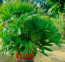 ¿Quieres una palmera en tu jardín?
