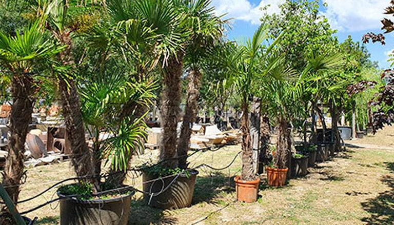 Tipos de palmeras para jardín