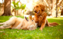 TodoMascota explica cómo adaptar la alimentación del perro ante la llegada del calor para mantener su equilibrio y bienestar