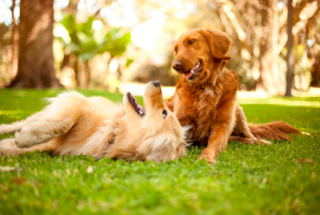 TodoMascota explica cómo adaptar la alimentación del perro ante la llegada del calor para mantener su equilibrio y bienestar