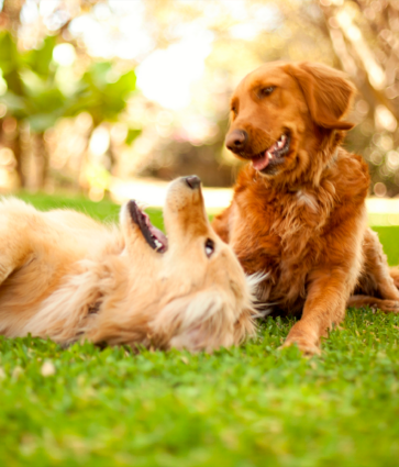 TodoMascota explica cómo adaptar la alimentación del perro ante la llegada del calor para mantener su equilibrio y bienestar